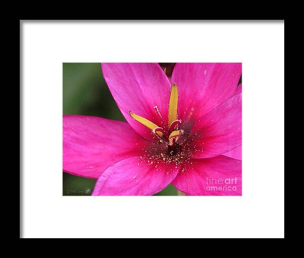 Ixia Framed Print featuring the photograph Ixia named Venus by J McCombie