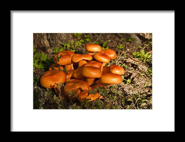 Omphalotus Framed Print featuring the photograph Jack OLantern Mushrooms 24 by Douglas Barnett