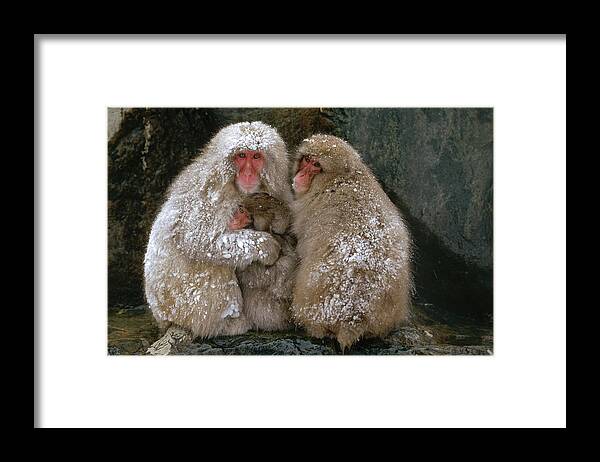 Mp Framed Print featuring the photograph Japanese Macaque Macaca Fuscata Family by Konrad Wothe