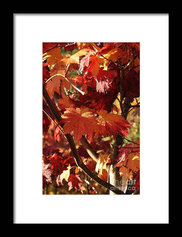 Tree Framed Print featuring the photograph Japanese Maple 1 by Tatyana Searcy
