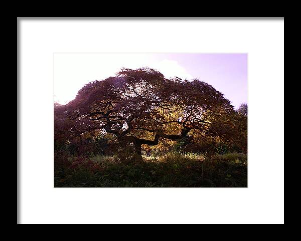 Spreading Maple Framed Print featuring the photograph Japanese Maple by Jerry Cahill
