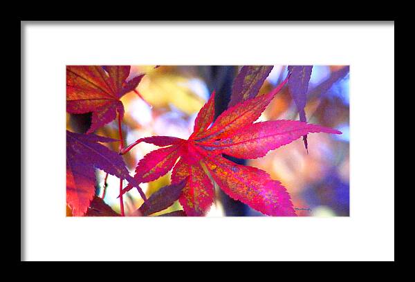 Fall Framed Print featuring the photograph Japanese Maple Leaves in the Fall by Duane McCullough