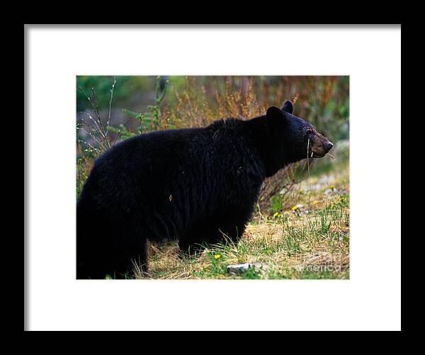 Black Bear Framed Print featuring the photograph Jasper - Black Bear by Terry Elniski
