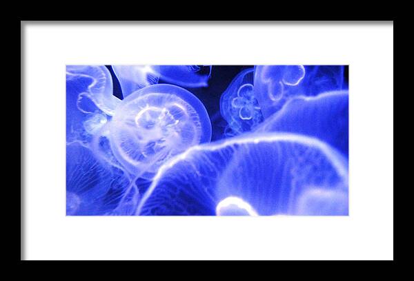 Jelly Fish Framed Print featuring the photograph Jelly Fish by Angela Murray