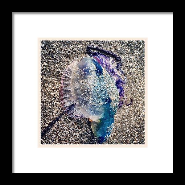 Jelly Fish Framed Print featuring the photograph Jelly by Lizzy M