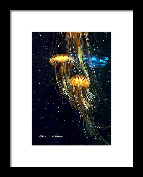 Jellyfish Framed Print featuring the photograph Jellyfish by Allan Rothman