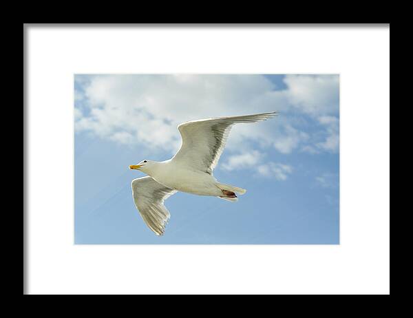 Seagull Framed Print featuring the photograph Jonathan Guiding Us Home on a Sunday Evening by Ronda Broatch