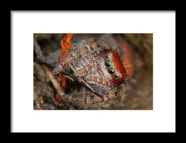 Phidippus Cardinalis Framed Print featuring the photograph Jumping Spider Portrait by Daniel Reed