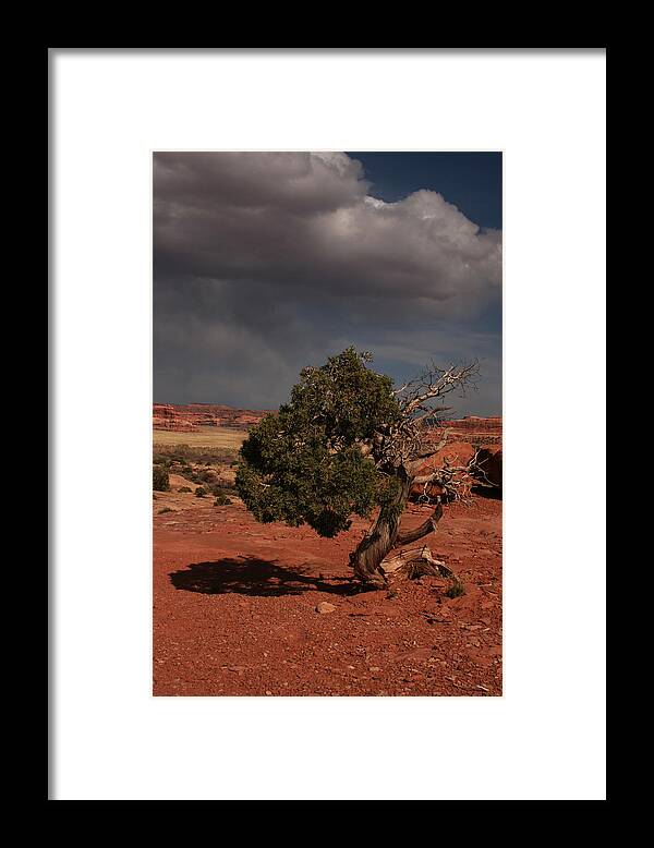Canyon Framed Print featuring the photograph Juniper Canyonlands National Park by Benjamin Dahl