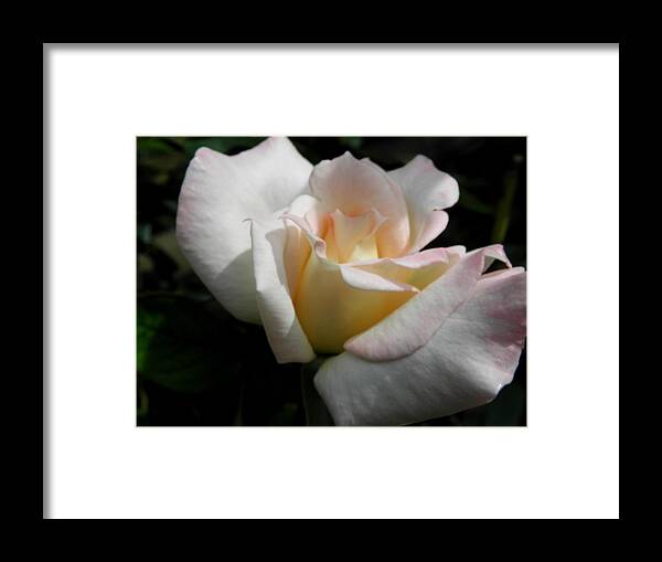 Pink Framed Print featuring the photograph Just A Hint Of The Sun Rays by Kim Galluzzo