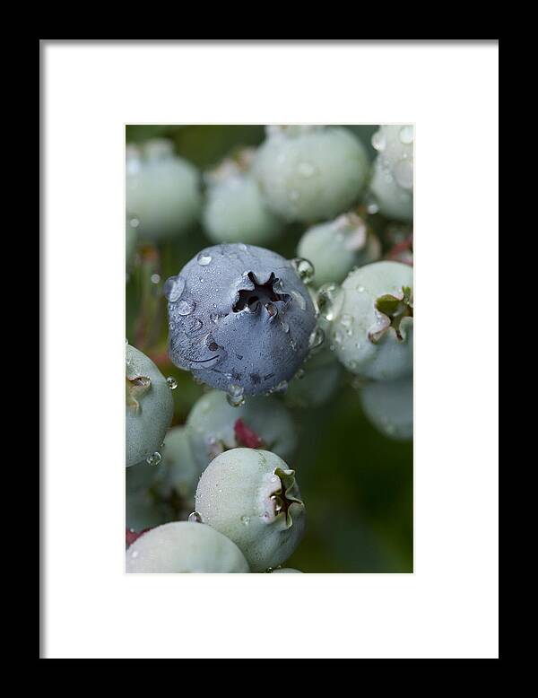 Blueberry Framed Print featuring the photograph Just Blue by Carrie Cranwill
