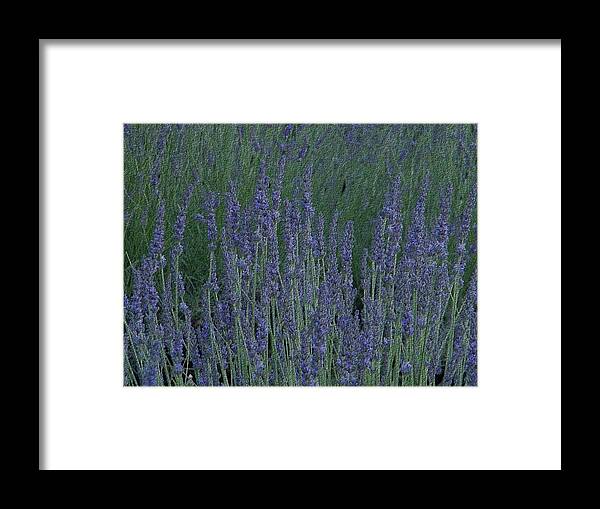 Lavender Framed Print featuring the photograph Just lavender by Manuela Constantin