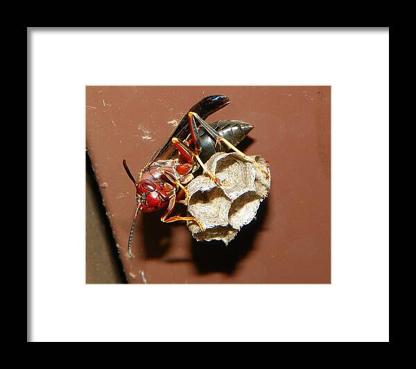 Wasp Framed Print featuring the photograph Just try me by Chad and Stacey Hall