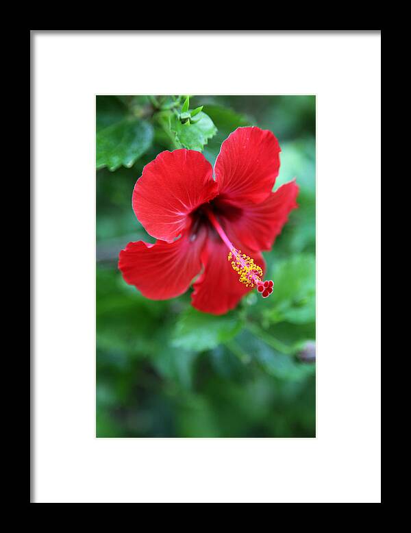 Red Flower Framed Print featuring the photograph Kauai Red Flower by Karla DeCamp