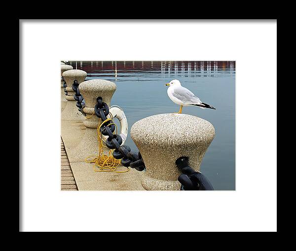 Seagull Framed Print featuring the photograph Keeping Watch by Michelle Joseph-Long