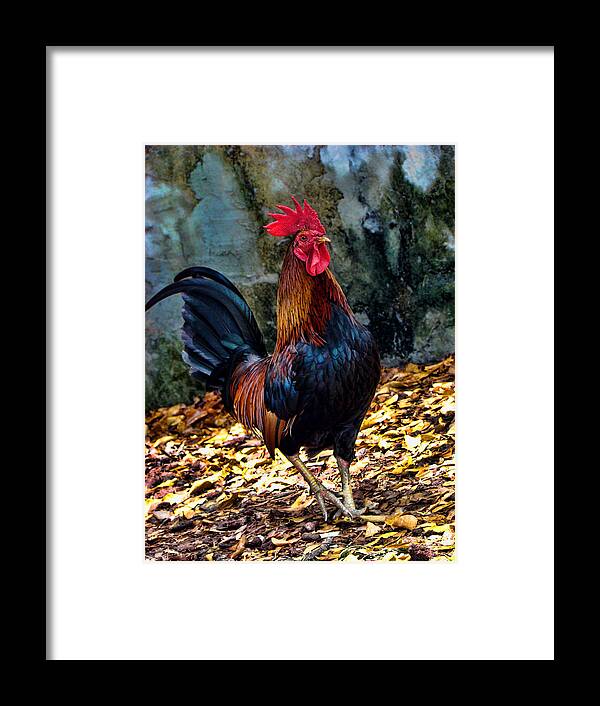 Rooster Framed Print featuring the photograph Key West Strut by Joetta West