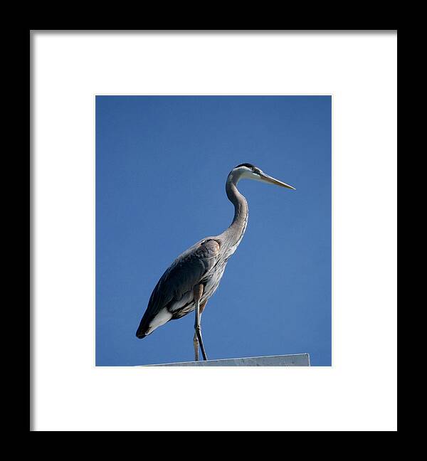 Kathy Long Framed Print featuring the photograph King Blue by Kathy Long