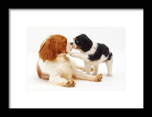 White Background Framed Print featuring the photograph King Charles Spaniel Dog And Puppy by Jane Burton