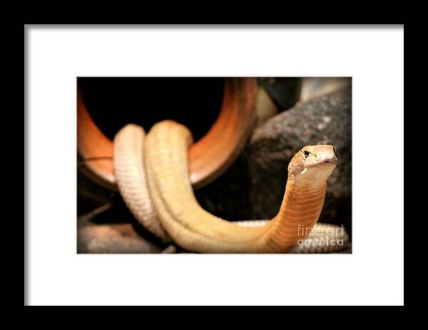 Snake Framed Print featuring the photograph King Cobra by Megan Wilson