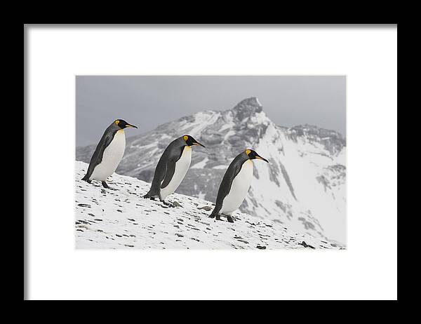 00429459 Framed Print featuring the photograph King Penguin Trio Walking South Georgia by Flip Nicklin