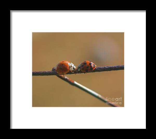 Insect Framed Print featuring the photograph Kissing Ladybugs by Smilin Eyes Treasures