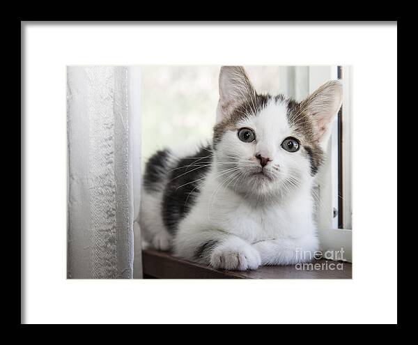 Kitten Framed Print featuring the photograph Kitten in the Window by Jeannette Hunt