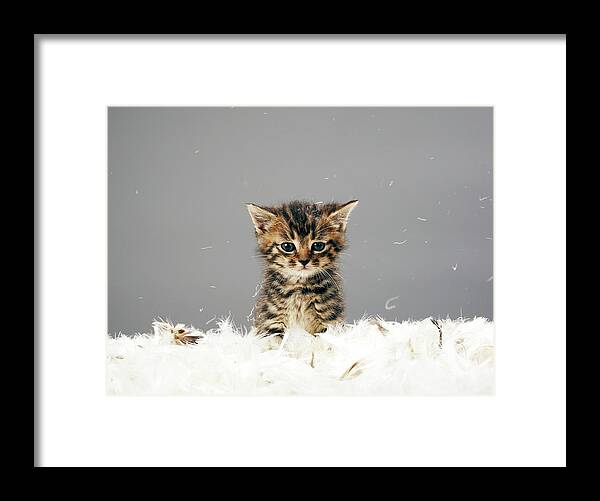 Horizontal Framed Print featuring the photograph Kitten Surrounded By Feathers by Martin Poole