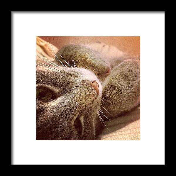 Cute Framed Print featuring the photograph #kitty #cat #kittiesofinstagram by Katrina A