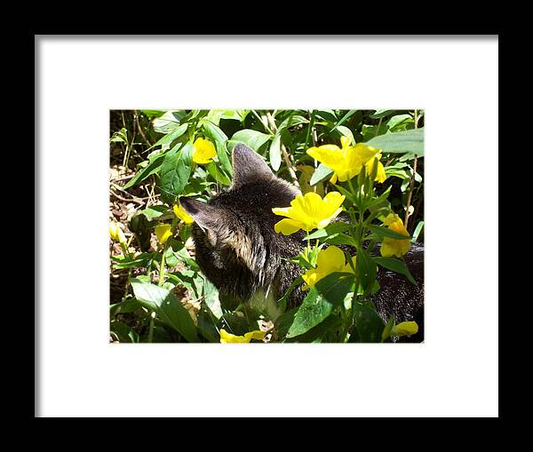 Kitty Framed Print featuring the photograph Kitty In The Primrose by Kim Galluzzo