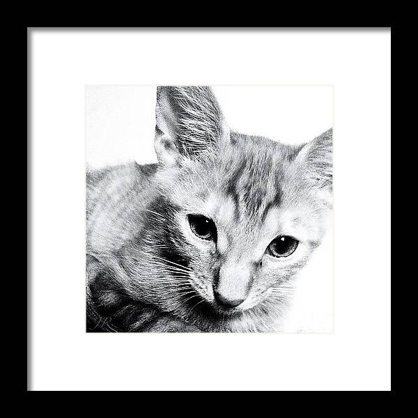 Beautiful Framed Print featuring the photograph Kitty Scratch by Jorge Ramirez