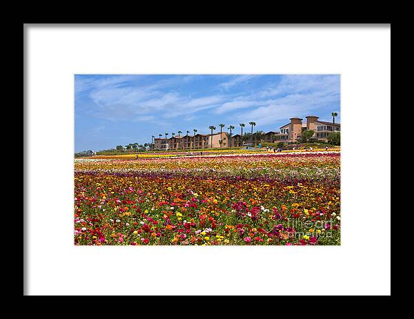 Flower Fields Framed Print featuring the photograph Knighton001 by Daniel Knighton