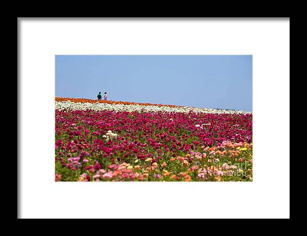 Flower Fields Framed Print featuring the photograph Knighton005 by Daniel Knighton