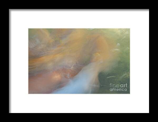 Fish Framed Print featuring the photograph Koi Fish 01 by Catherine Lau