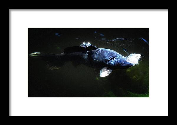 Koi Framed Print featuring the photograph Koi into the light by Don Mann