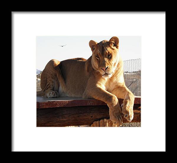 Lion Framed Print featuring the photograph Kumba the Lion by Kim Galluzzo Wozniak