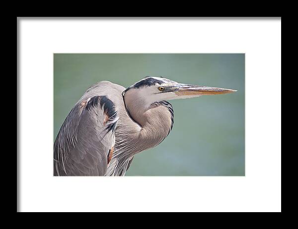 Great Blue Heron Framed Print featuring the photograph La Garza by Steven Sparks