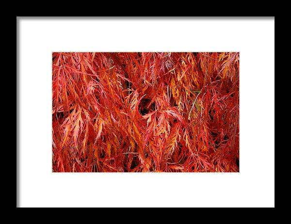 Laceleaf Framed Print featuring the photograph Laceleaf Fire by Joseph Bowman