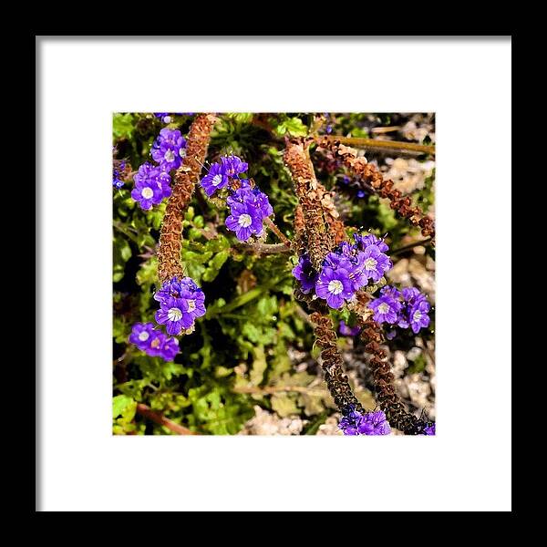 Spring Framed Print featuring the photograph Laceleaf #phacelia by S Michelle Reese