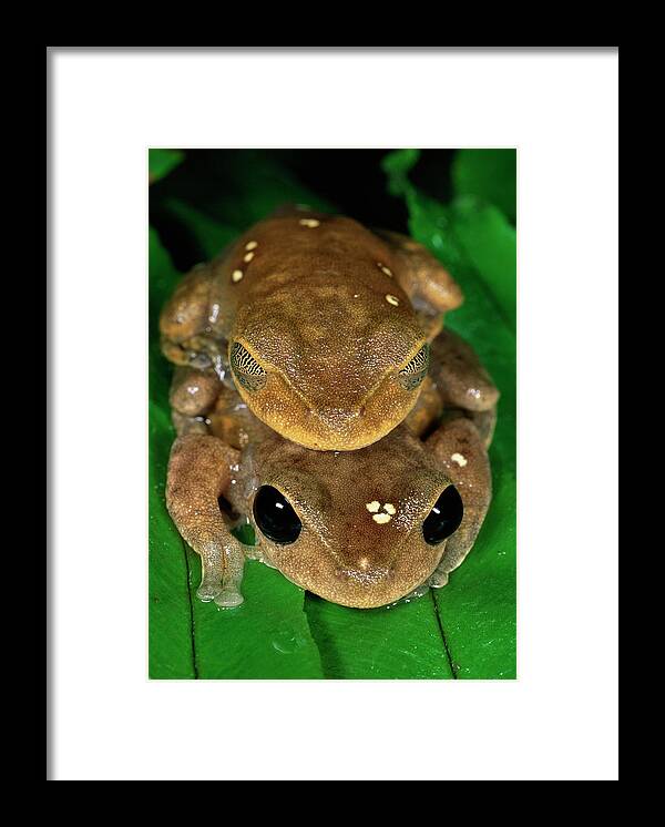 Mp Framed Print featuring the photograph Lacelid Frog Nyctimystes Dayi Pair by Michael & Patricia Fogden