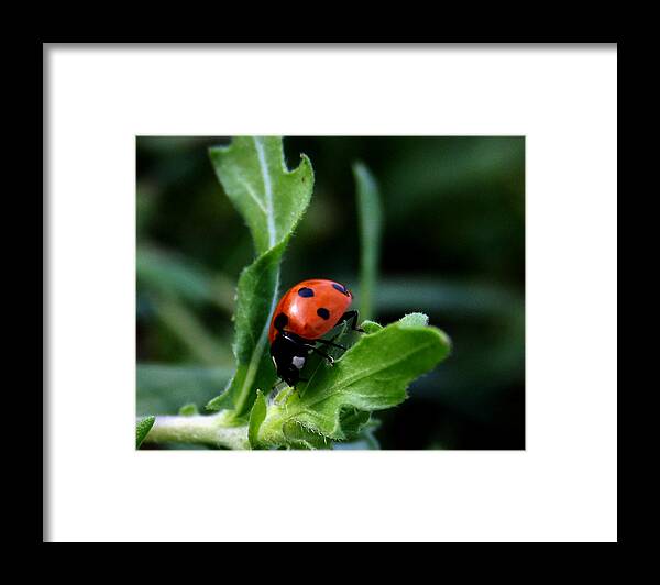 Insect Framed Print featuring the photograph Lady Bug by Karen Harrison Brown