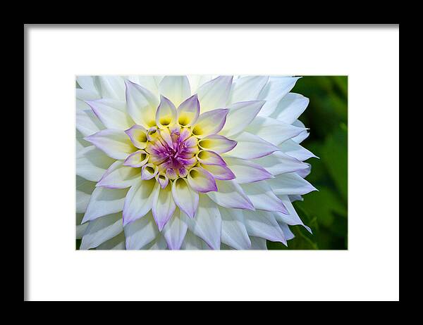 Flower Framed Print featuring the photograph Lady Dahlia by Ken Stanback