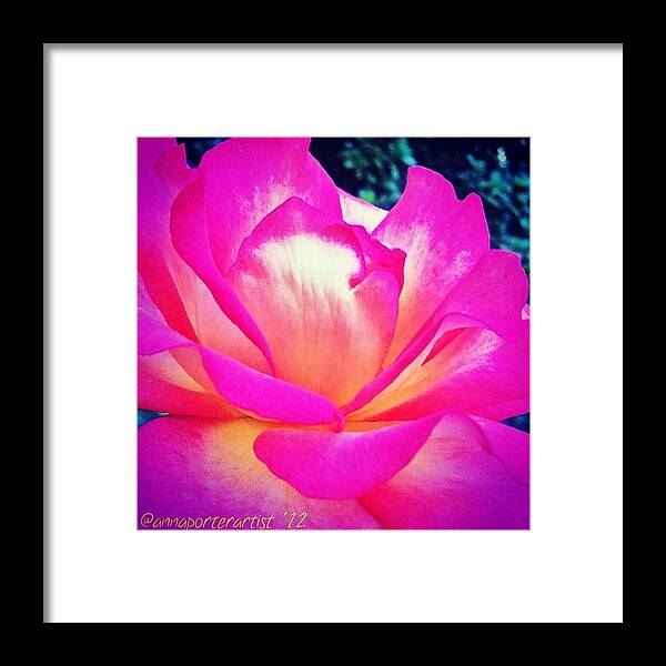Floral Framed Print featuring the photograph Lady Diana Rose by Anna Porter