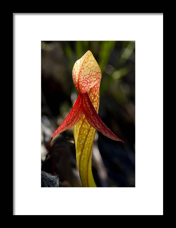 Darlingtonia Framed Print featuring the photograph Lady in Red by Betty Depee