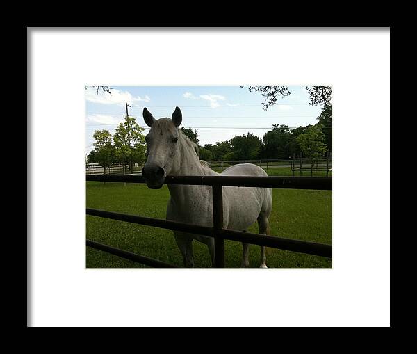 Registered Quarter Horse lady Lives In Azle Texas Framed Print featuring the photograph Lady in the Spring by Shawn Hughes