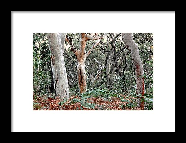 Trees Framed Print featuring the photograph Lady of the Forest Australia by Joanne West