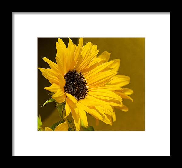 Sunflower Framed Print featuring the photograph Lady Sunflower by Mary Jane Armstrong