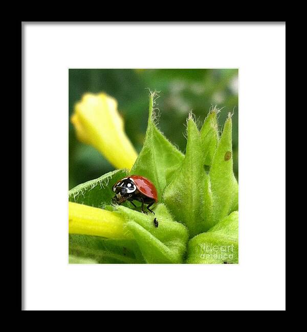 Ladybug Framed Print featuring the photograph Ladybug by Daniele Smith