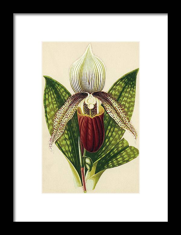 Orchidaceae Framed Print featuring the photograph Lady's Slipper Orchid by Sheila Terry