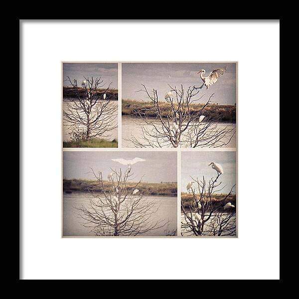 Egret Framed Print featuring the photograph Landing Sequence by Tim Paul
