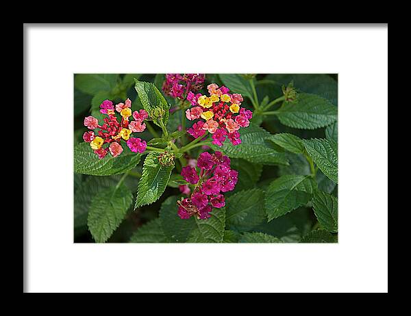 Flower Framed Print featuring the photograph Lantana by Joseph Yarbrough